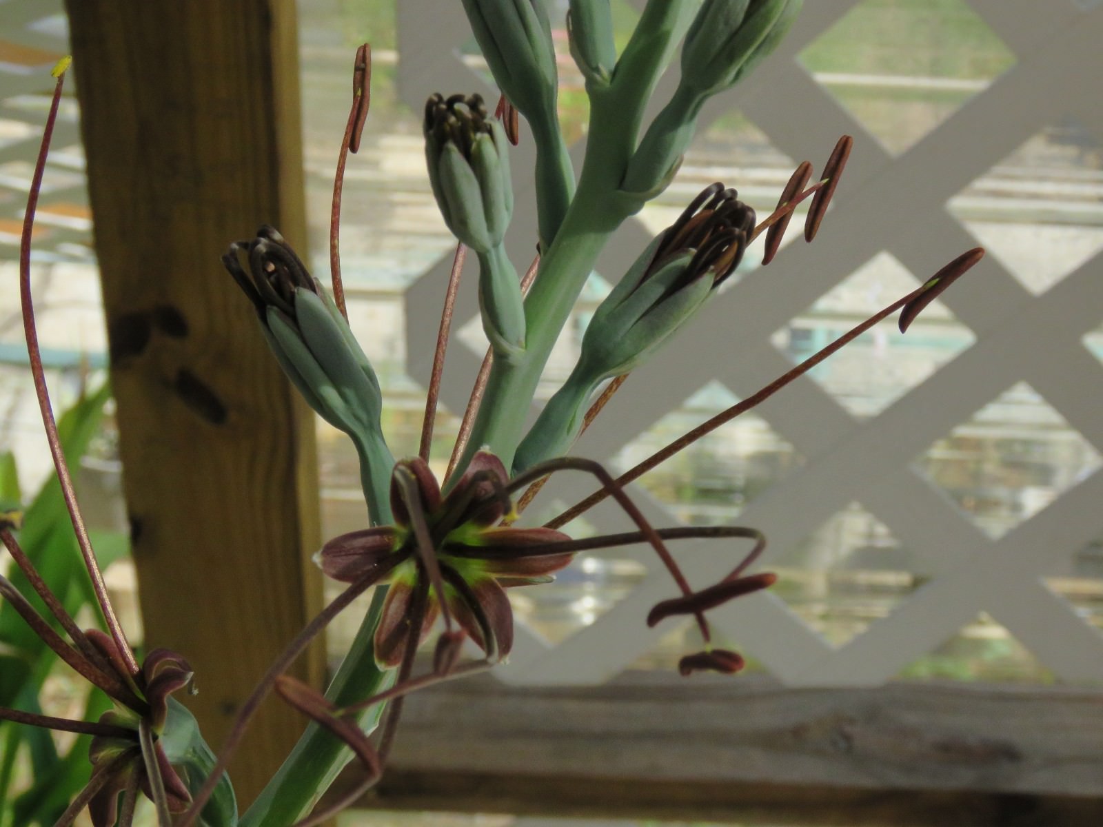 Manfreda (agave) spot, hybrid