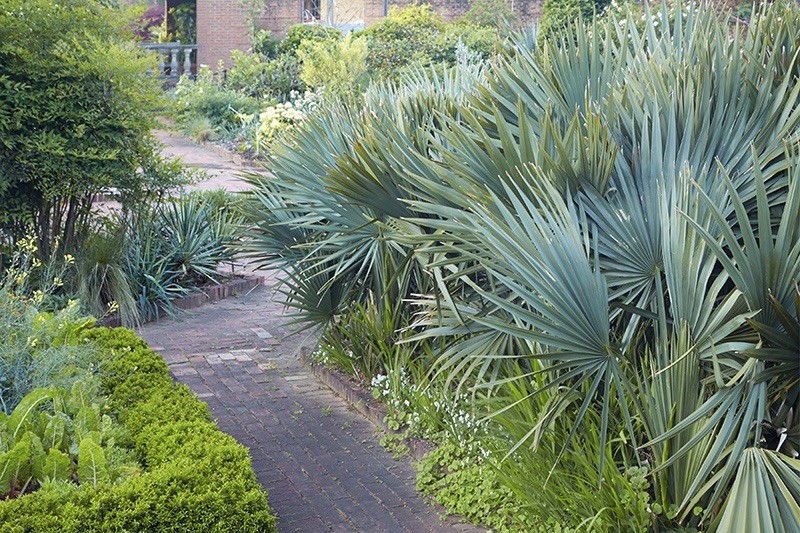 LIVE -4 Degrees Cold Hardy Palm – Snow/Ice Resilient-Shade Tolerant -Sabal Minor