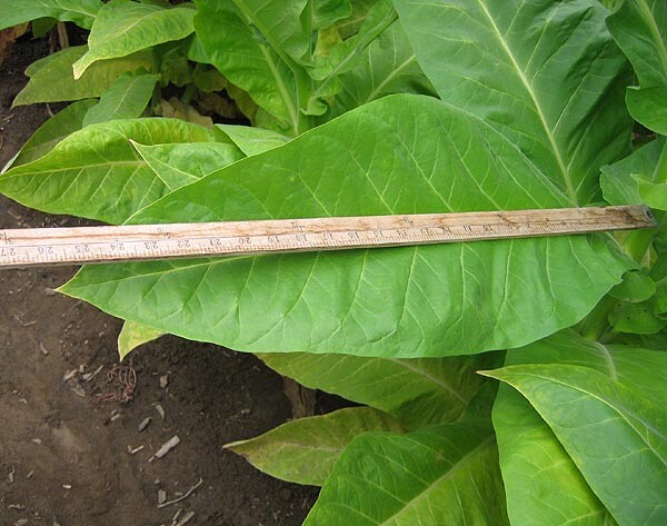 1000 Bolivian Criollo Black Tobacco Seeds ~ Heirloom Dark ~ Heavy Producer