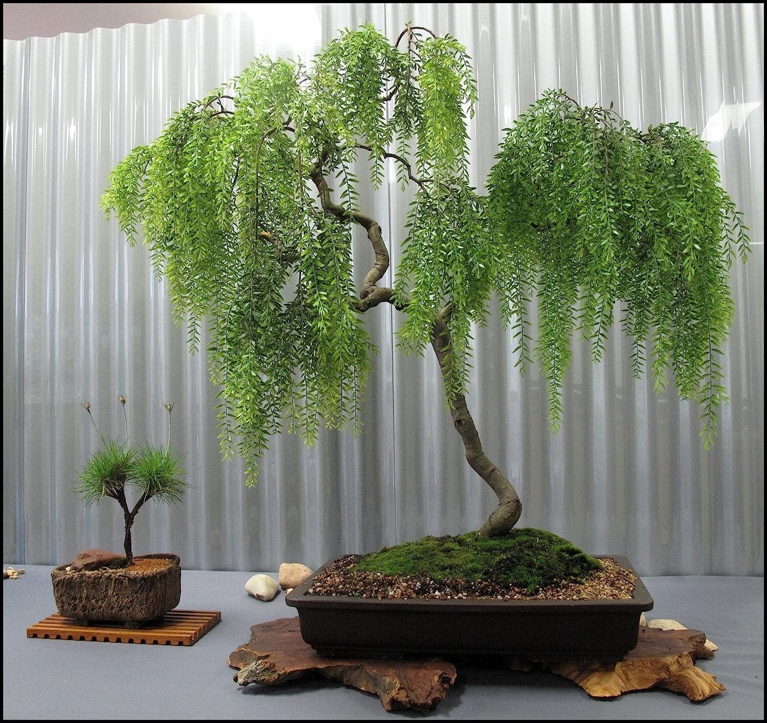 Live Dwarf Australian Weeping Willow Bonsai Tree – Fast Growing, Indoor/Outdoor
