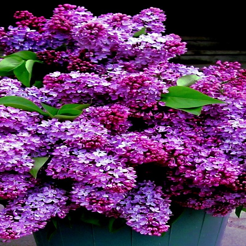 20 Common Lilac Purple Flower Tree Seeds Fragrant Hardy Perennial Garden Plant