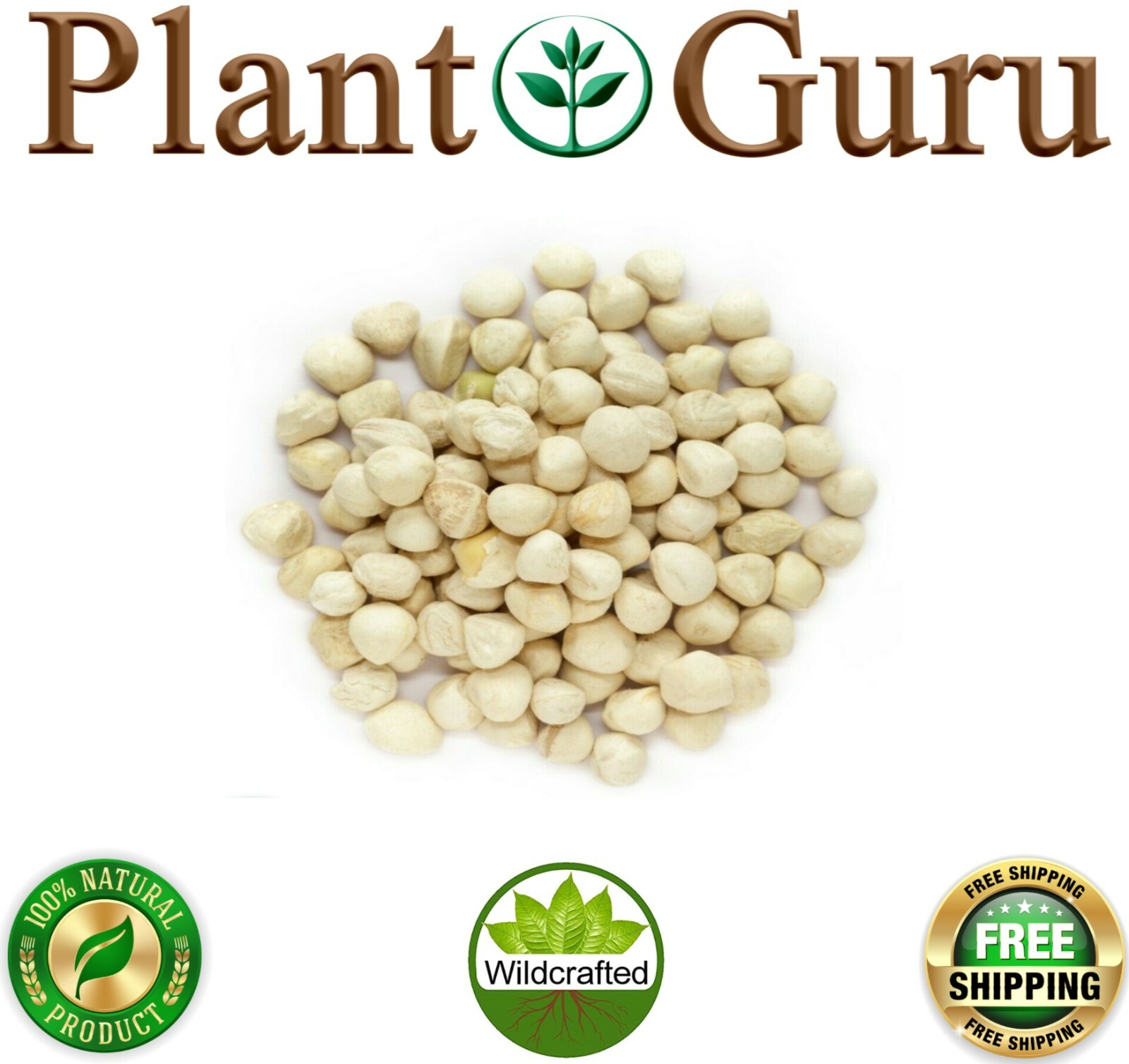 2500 Moringa Oleifera Seeds Kernel 2 lbs. Jar Bulk SHELLED Fresh