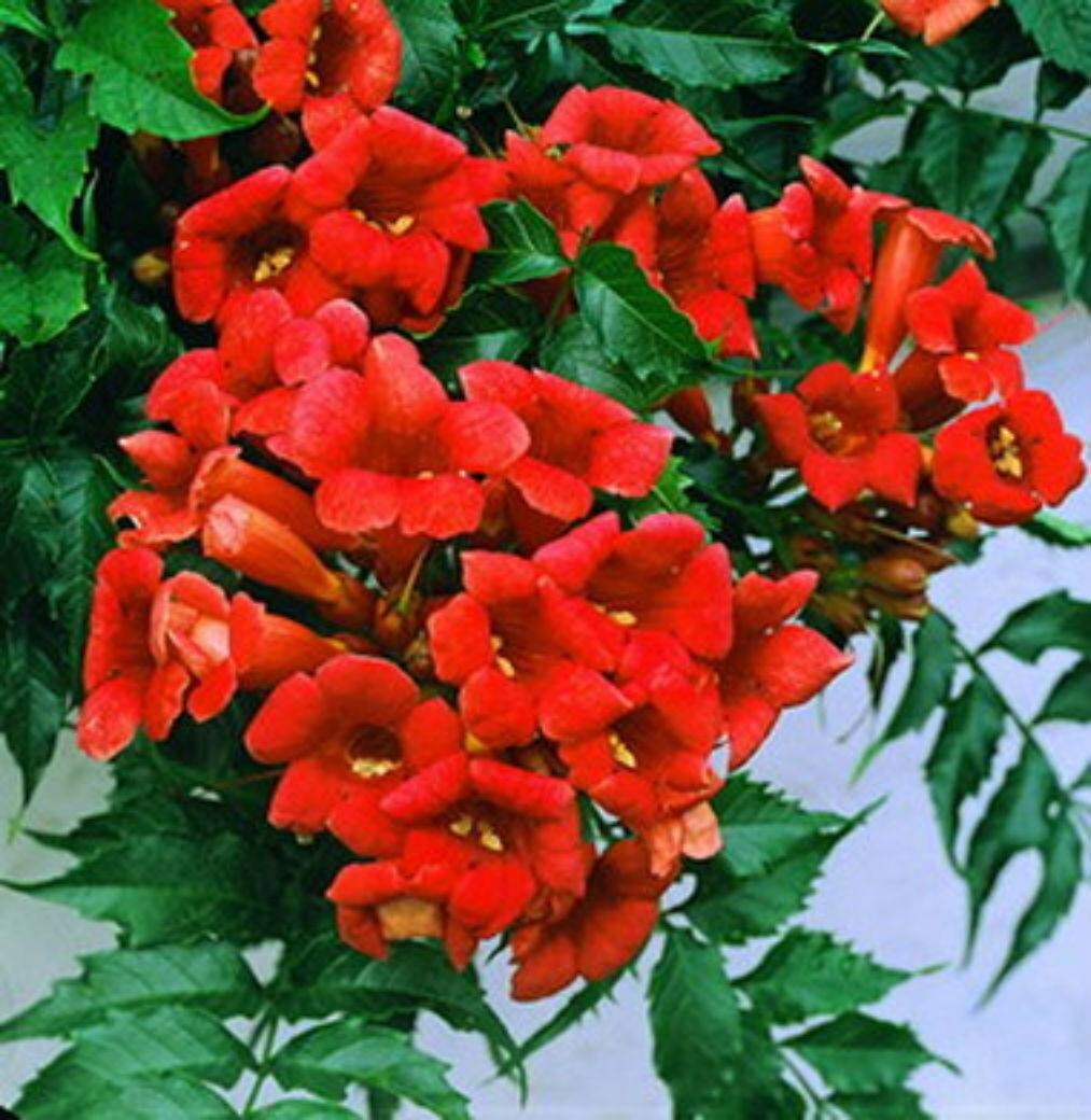 Beautiful Dark Red Hummingbird Trumpet Vine! 20 seeds! HUMMINGBIRDS LOVE IT!