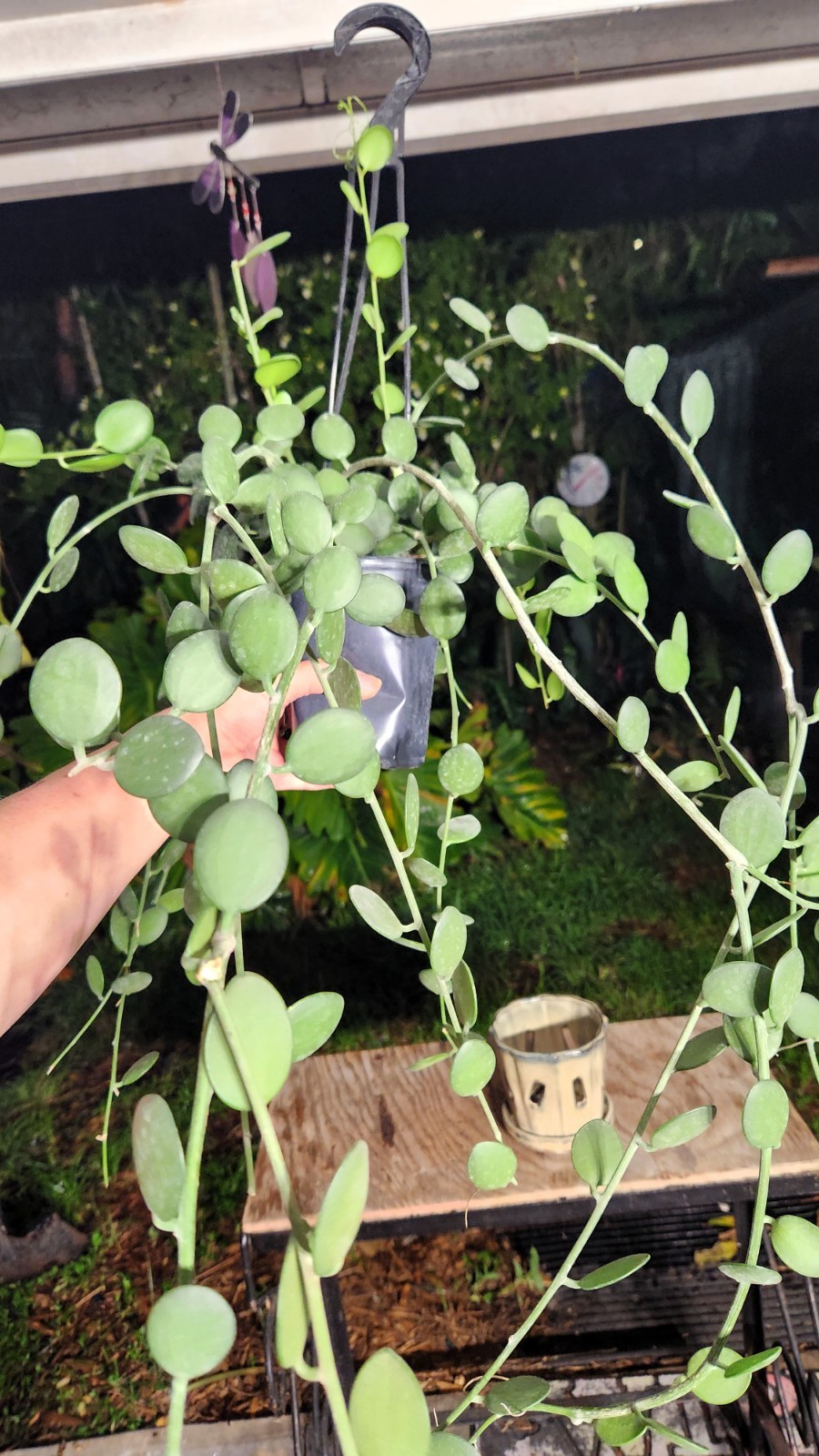 Xerosicyos danguyi Silver Dollar Vine Plant 5″ Pot 26″ Long 23″ Wide 11″ Tall