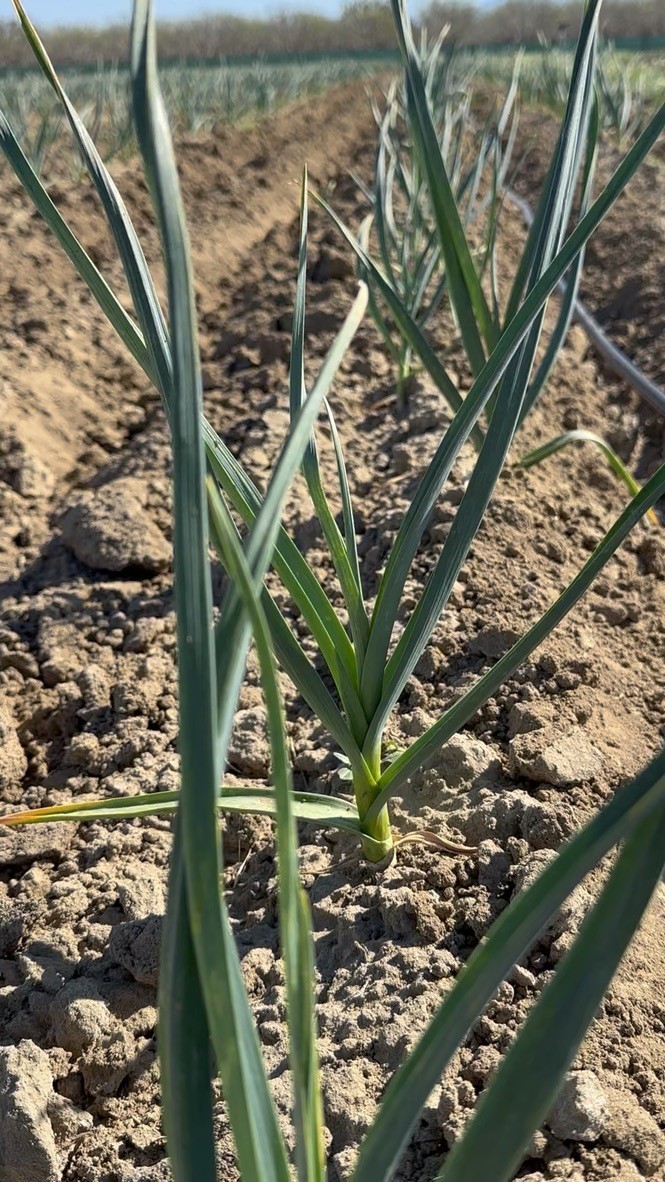 USDA Organic Romanian Red Garlic Bulbs | Spicy Gourmet Garlic | California Grown