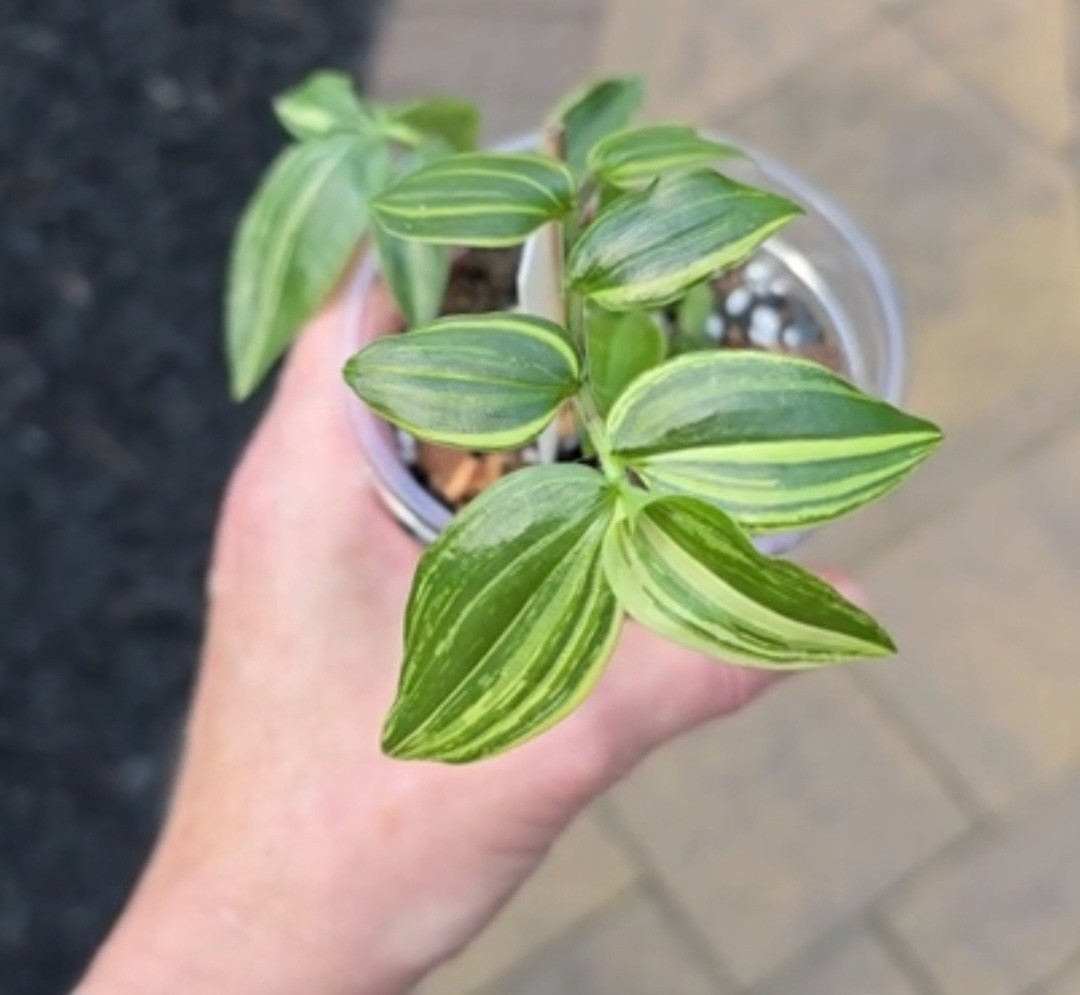 TRADESCANTIA Fluminensis variegated Green White cream Wandering Jew purifying