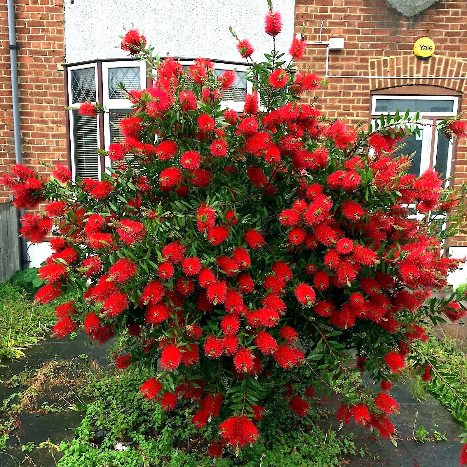 100 Crimson Bottlebrush Flower Tree Houseplant Garden Seeds Callistemon citrinus