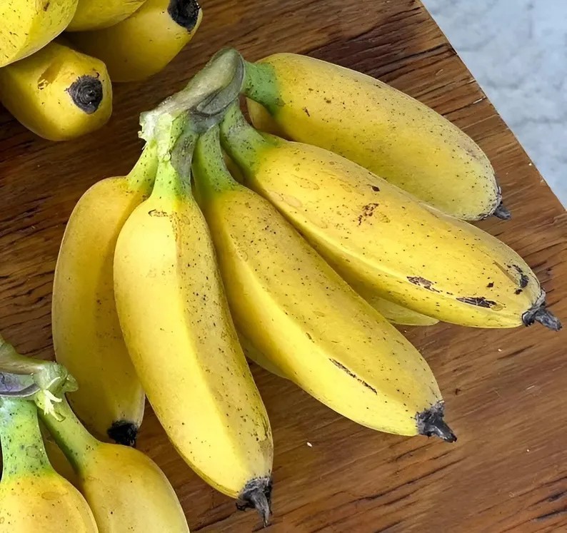 100 Pcs Banana Fruit Seeds | Home Garden Edible Plant Seeds