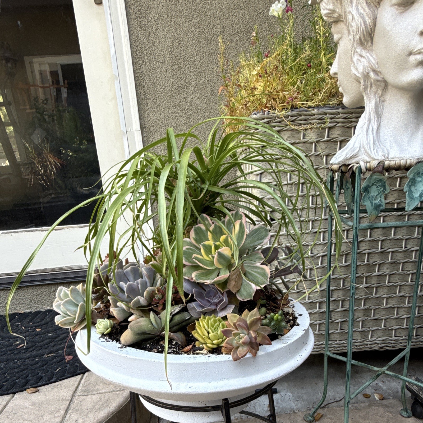 Echeveria Succulent Arrangement in White Pot, Green Purple Gray, Potted Plant