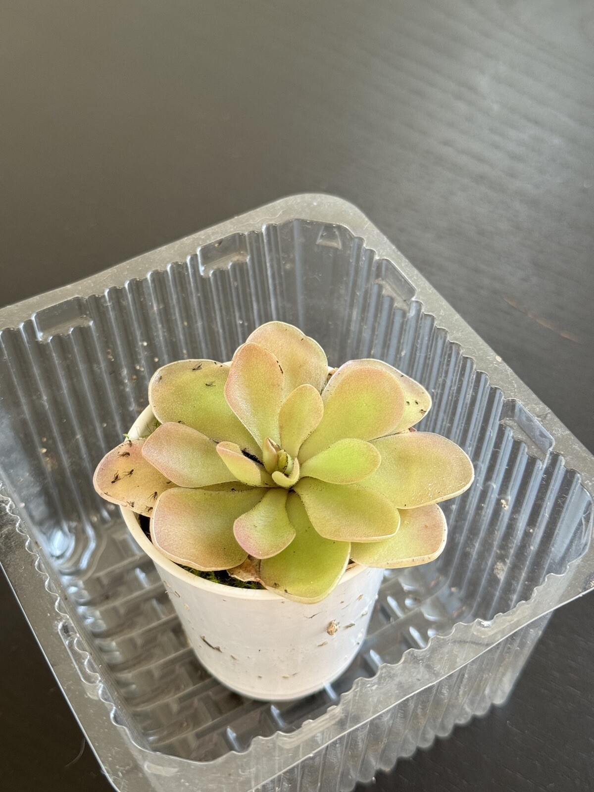 Carnivorous Pinguicula Butterwort – Your Natural Pest Control Hero! Easy to grow