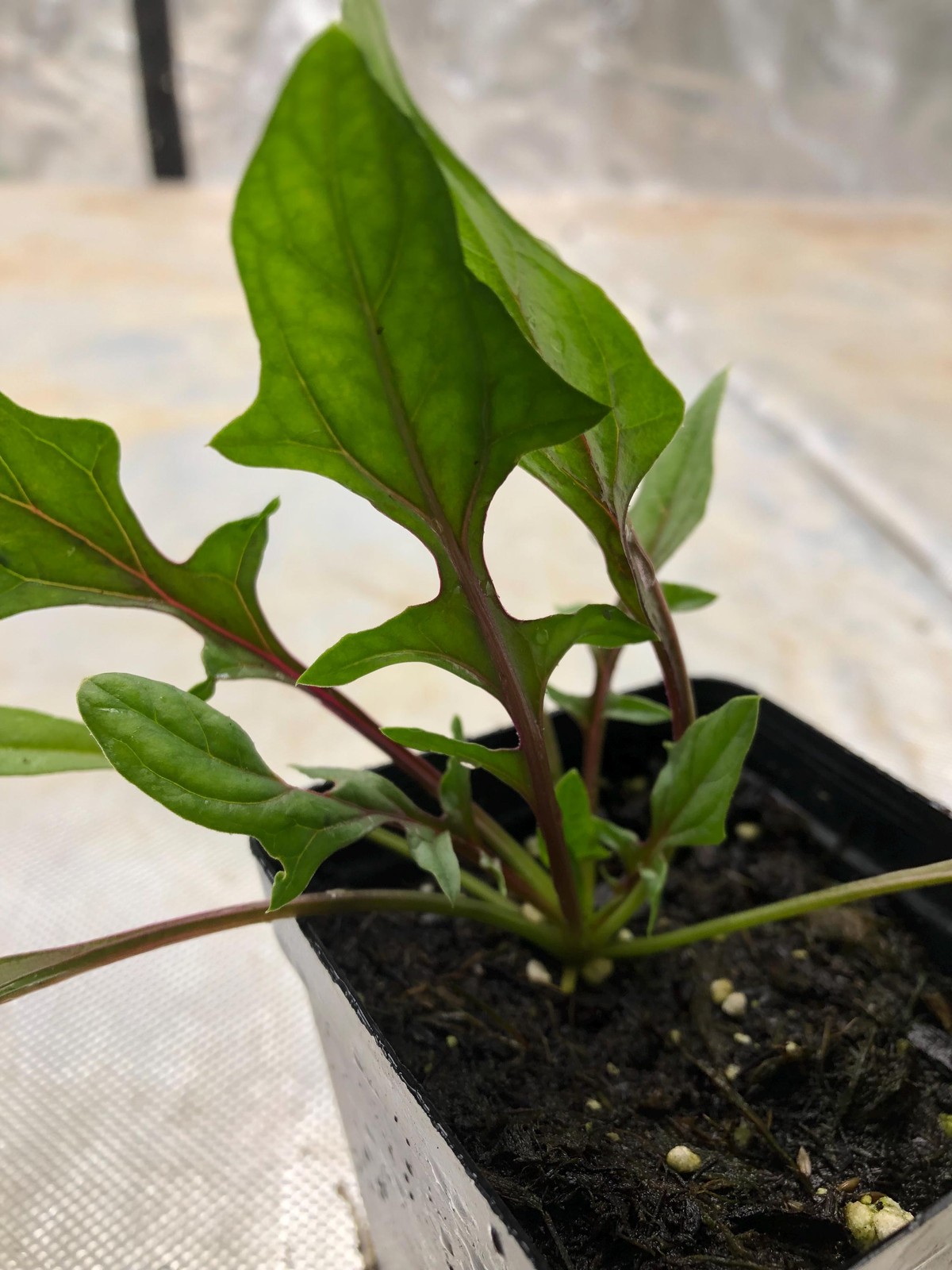 Spinach Live Plant – Seedlings/Plugs and Plants – 3″- 12″ tall – 30-60+ days old