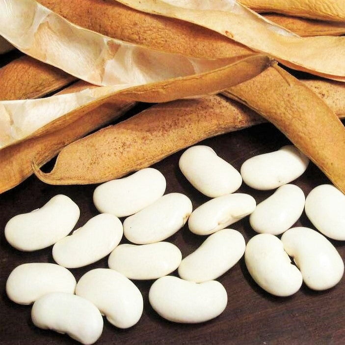 Navy Bean Seeds Treated. FREE SHIPPING!