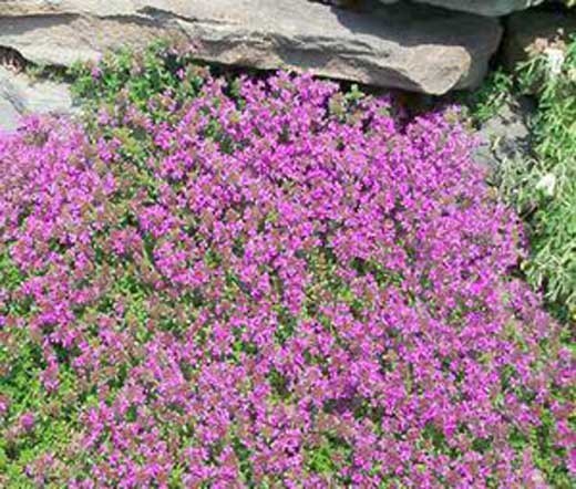 CREEPING THYME Thymus Serpyllum Ground Cover – 200,000 Bulk Flower Seeds