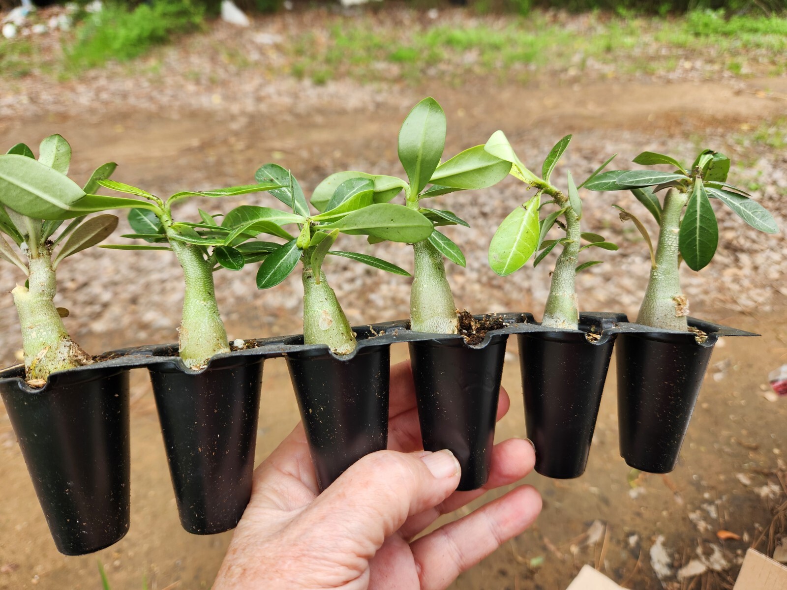 25 Desert Rose Plants, Adenium Obesum Mixed colors 2-3″ tall Seedling Resell