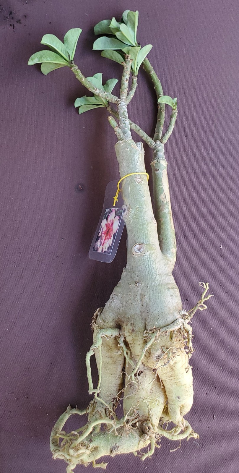 desert rose Adenium obesum plant Tong Yod yellow & pink LARGE New stock “C”