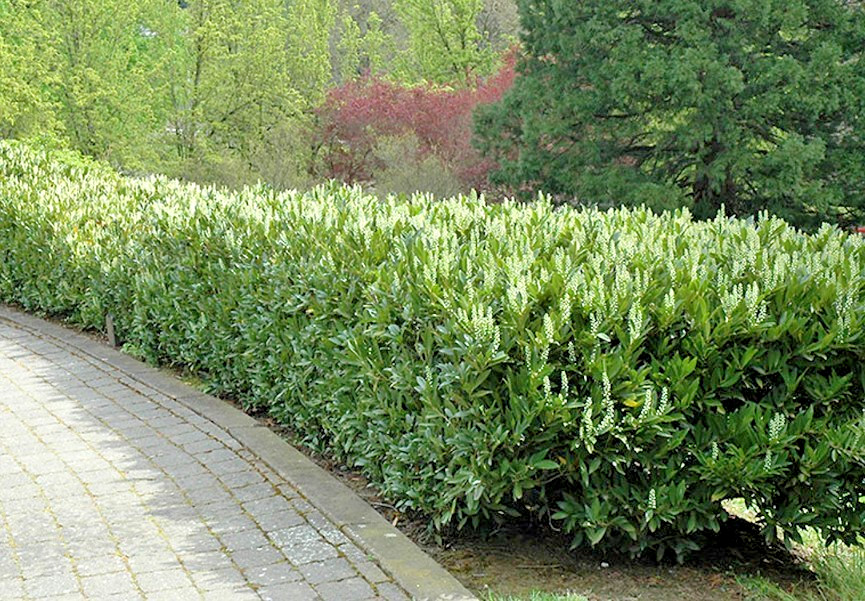 Schip Laurel Live Plant – 6-10″ Tall – 2.5″ Pot – Evergreen Shrub – Zones 6-9