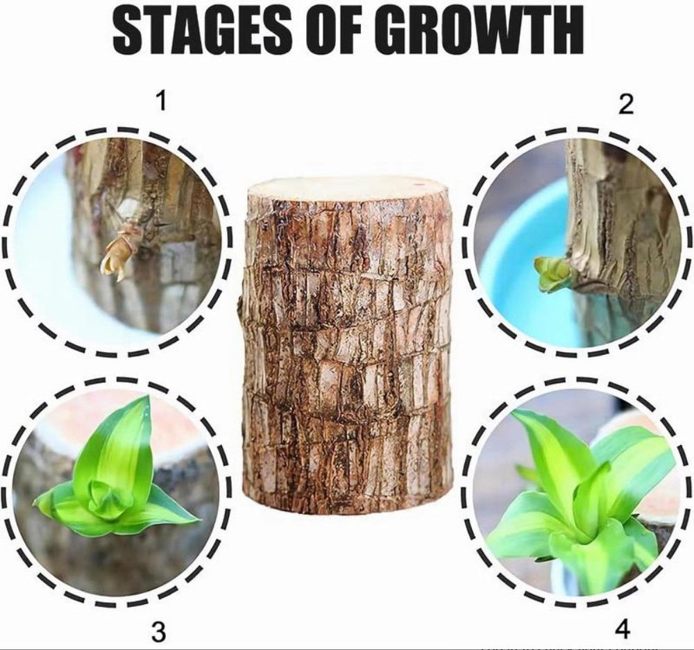 Live Brazilian Lucky Wood – Single Rooted Plant cutting – Indoor Houseplant