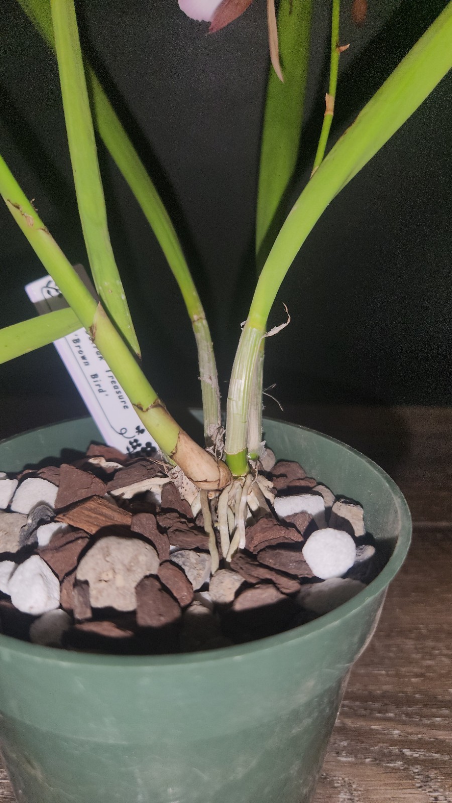 Encyvola Jairak Treasure ‘Brown Bird’ 3.5″ Pot BS Division