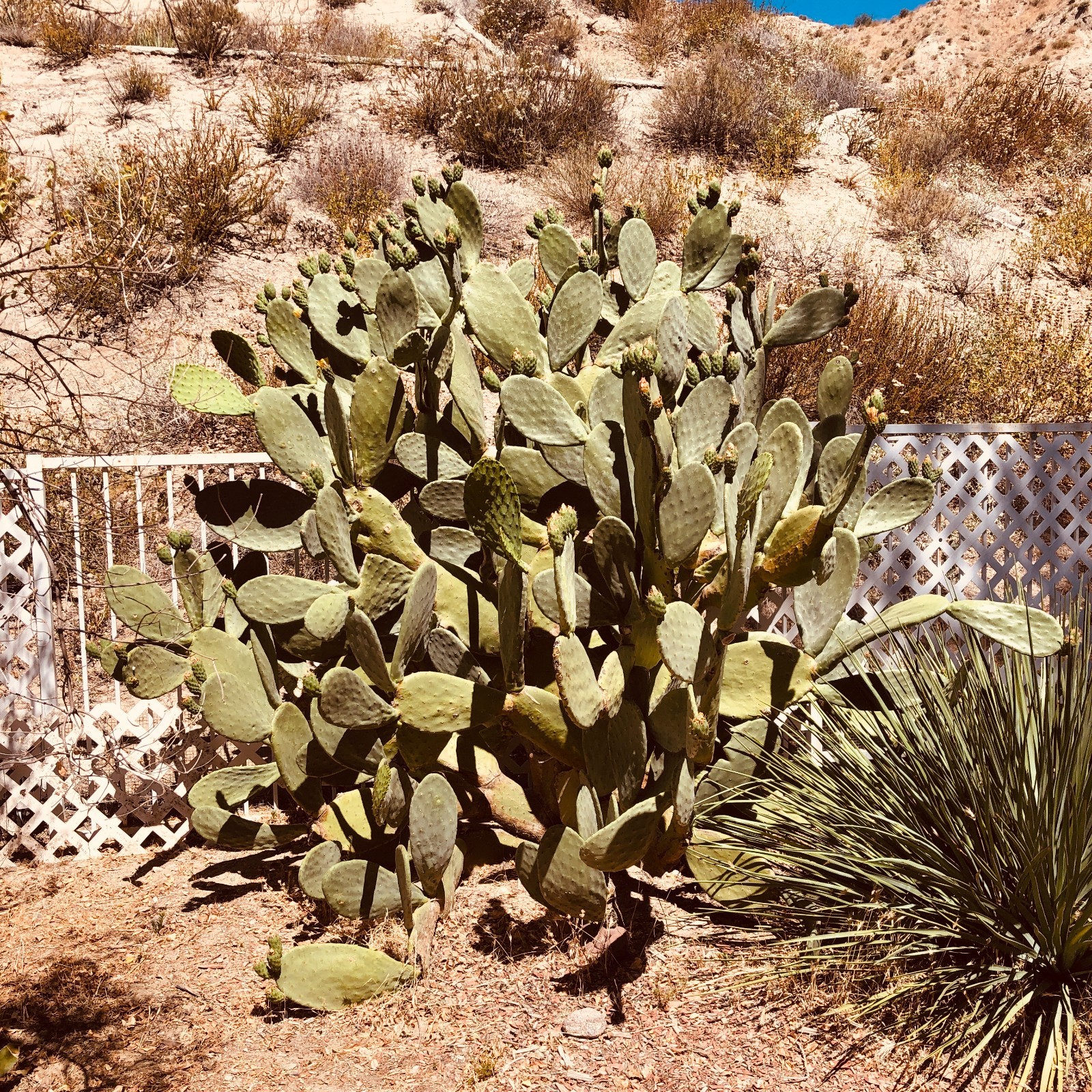 Spineless Prickly Pear Cactus Pads | Opuntia ficus-indica Cuttings | Indian Fig
