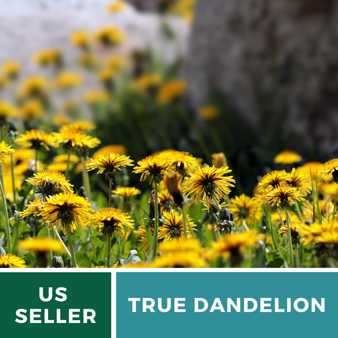 Dandelion, True – 50 Seeds – Culinary Flower Seed – GMO Free