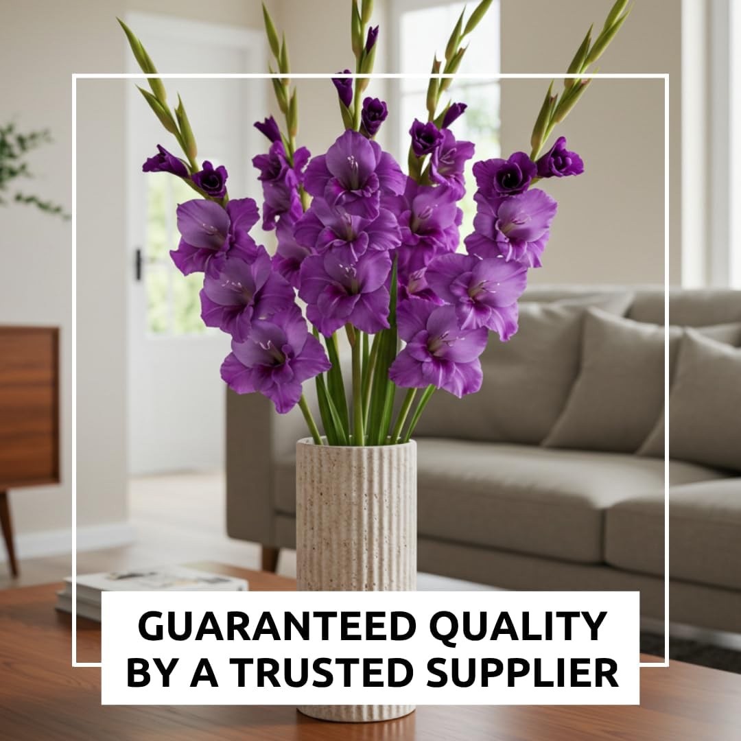 Purple Flora Gladiolus Bulbs to Grow – Sword Lily, Easy to Grow (10 Bulbs)
