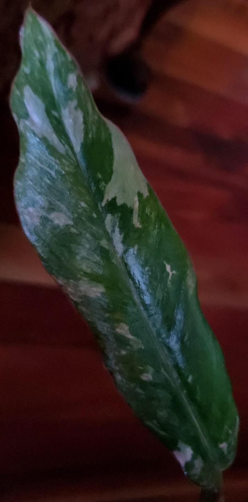 Rare Philodendron Variegated Pink Fire Tiger 11″ Tall Not Anthurium Monstera