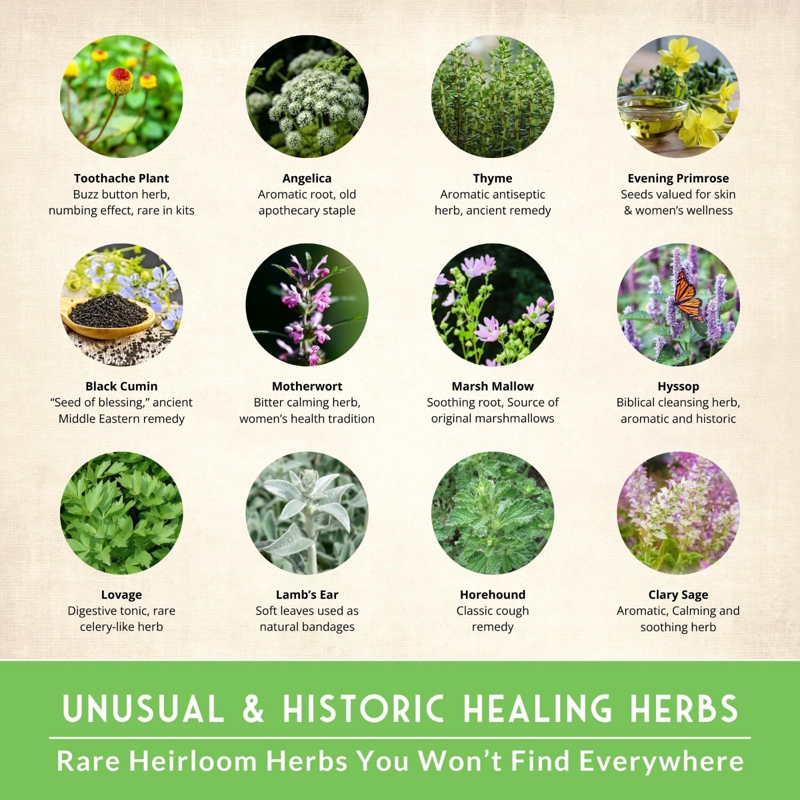 Heirloom Medicinal Herb Seeds Variety Pack – 36 Non-GMO Healing Herbs for Wellne