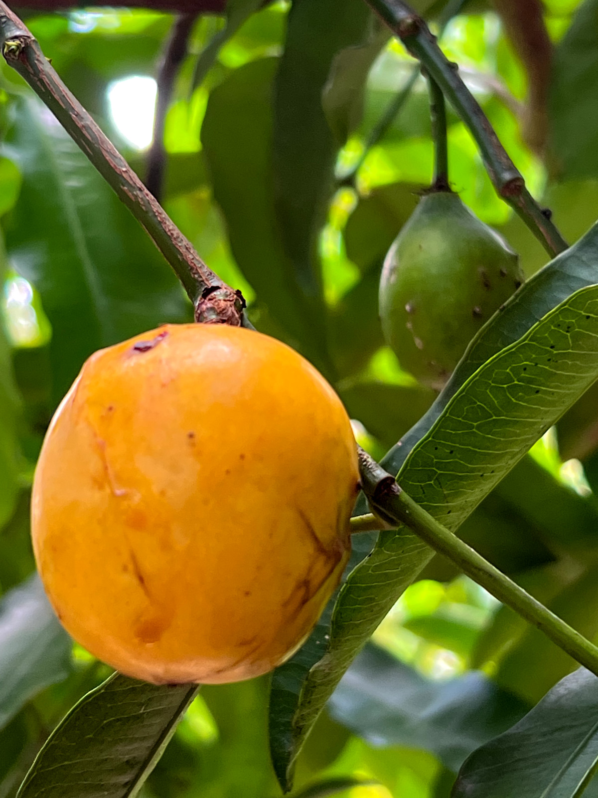 Achachairu Garcinia Humilis Orange Bolivian Mangosteen Tropical Fruit Tree Plant
