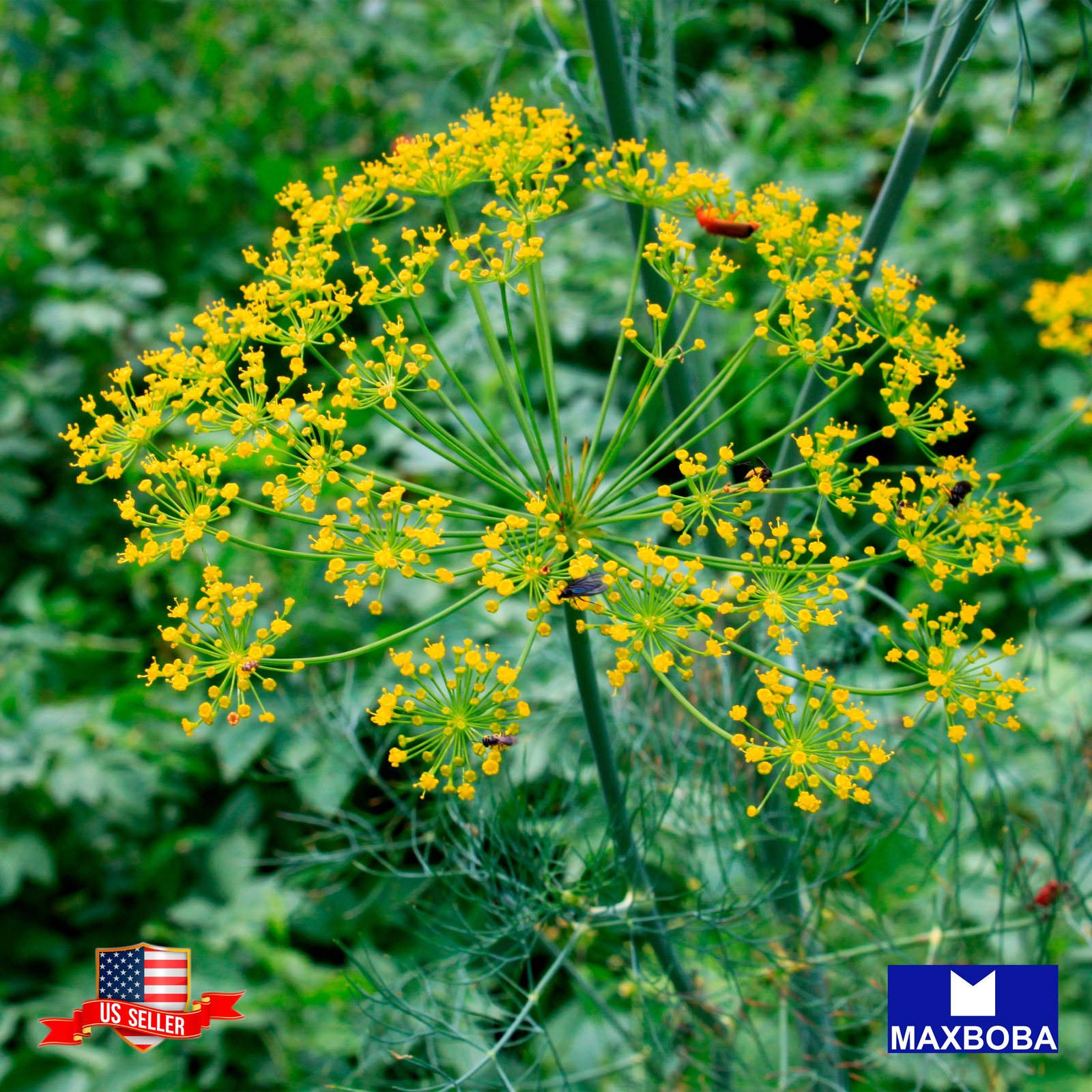 Premium 6400 Seeds Dill Mammoth Long Island Non-GMO Heirloom