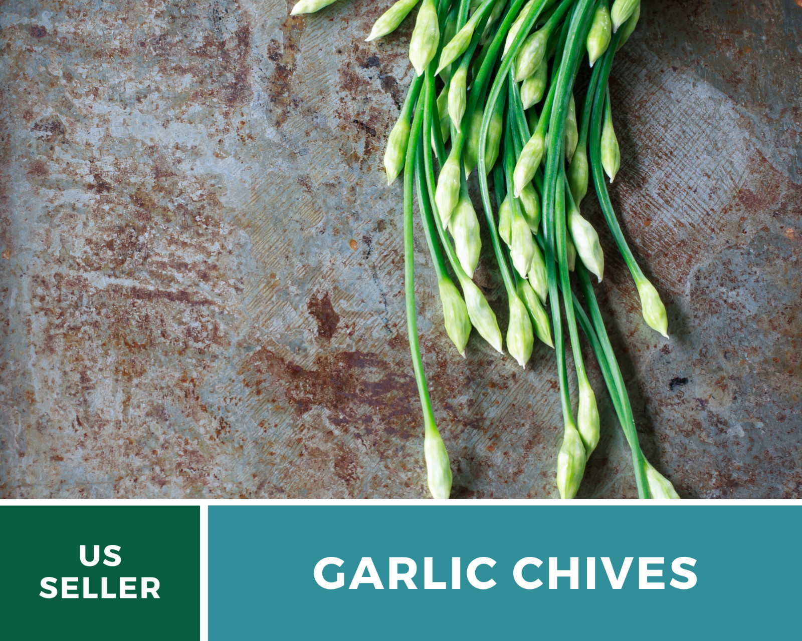 Chives, Garlic – 250 Seeds – Culinary, Medicinal & Decorative Herb – Heirloom