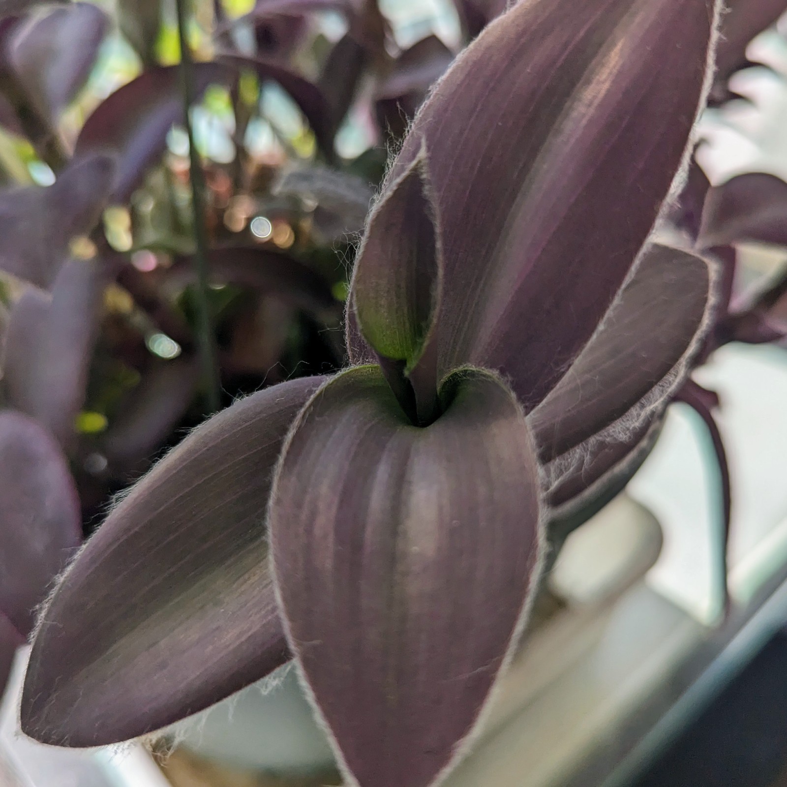 Assorted Wandering Jew Tradescantia Mix Purple Heart/Zebrina/Nanouk Indoor Pla