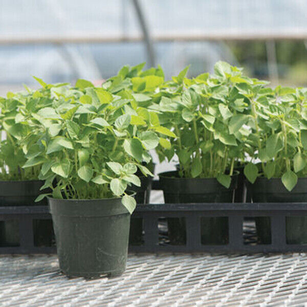 SCARBOROUGH SEEDS THAI HOLY BASIL KAPOOR TULSI 400 SEEDS ORGANIC HERB