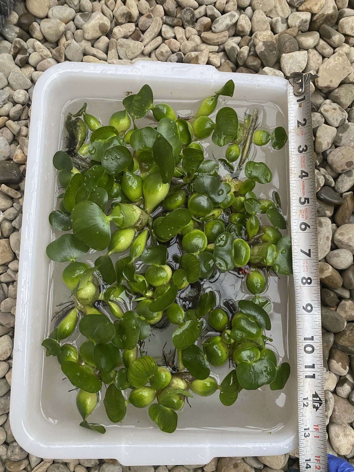 (15) Water Hyacinth Koi Pond Floating Plants Rid Algae Medium – Small 2”-4”