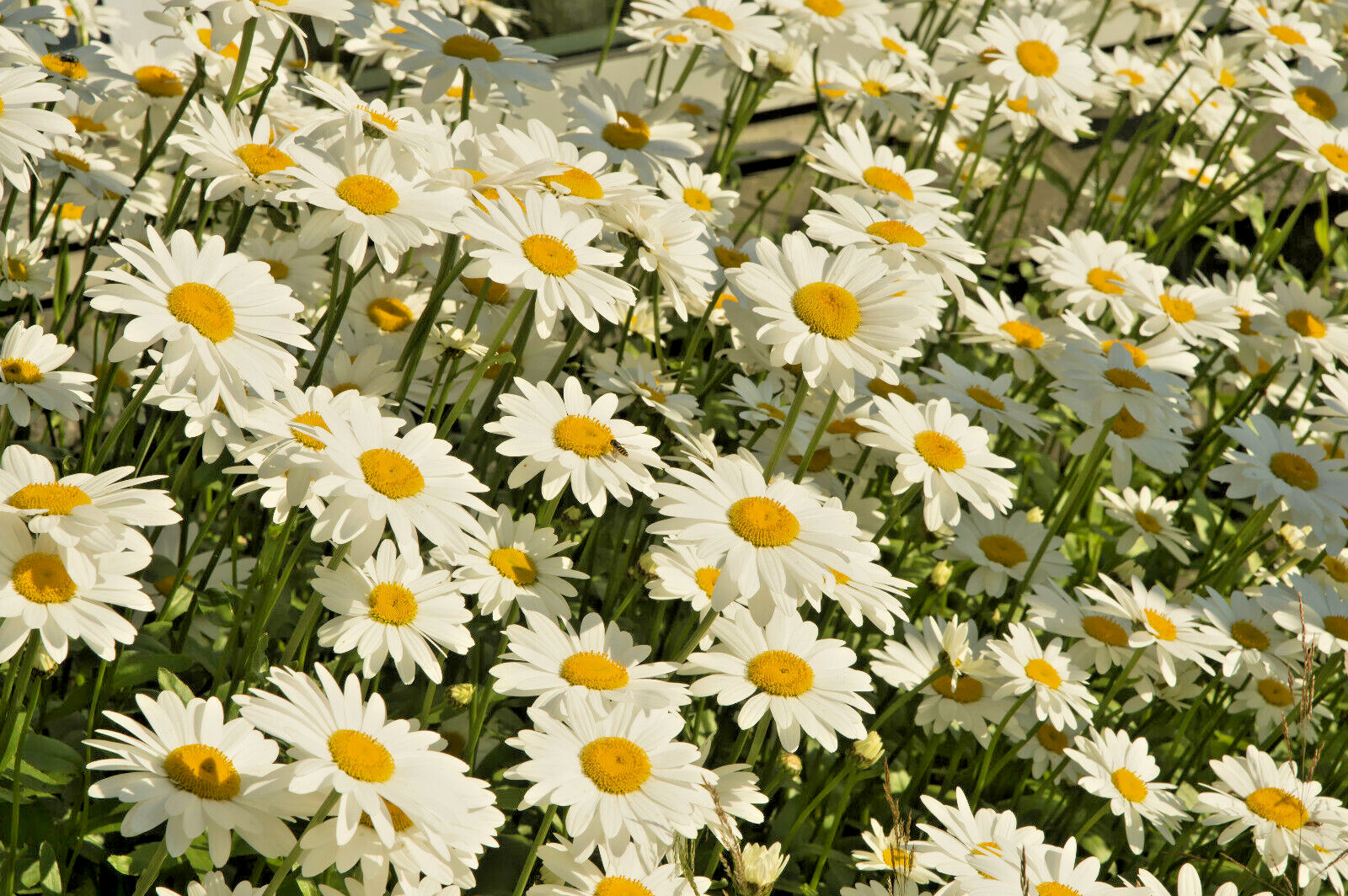 GERMAN CHAMOMILE 100 SEEDS, HERB, SLEEP, CALMING, HEALING, MATRICARIA RECUTITA