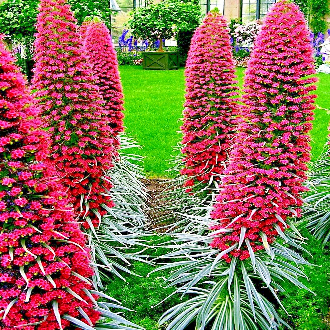 20 TOWER OF JEWELS SEEDS (Echium Wildpretii) Hummingbird Garden Flower Plant