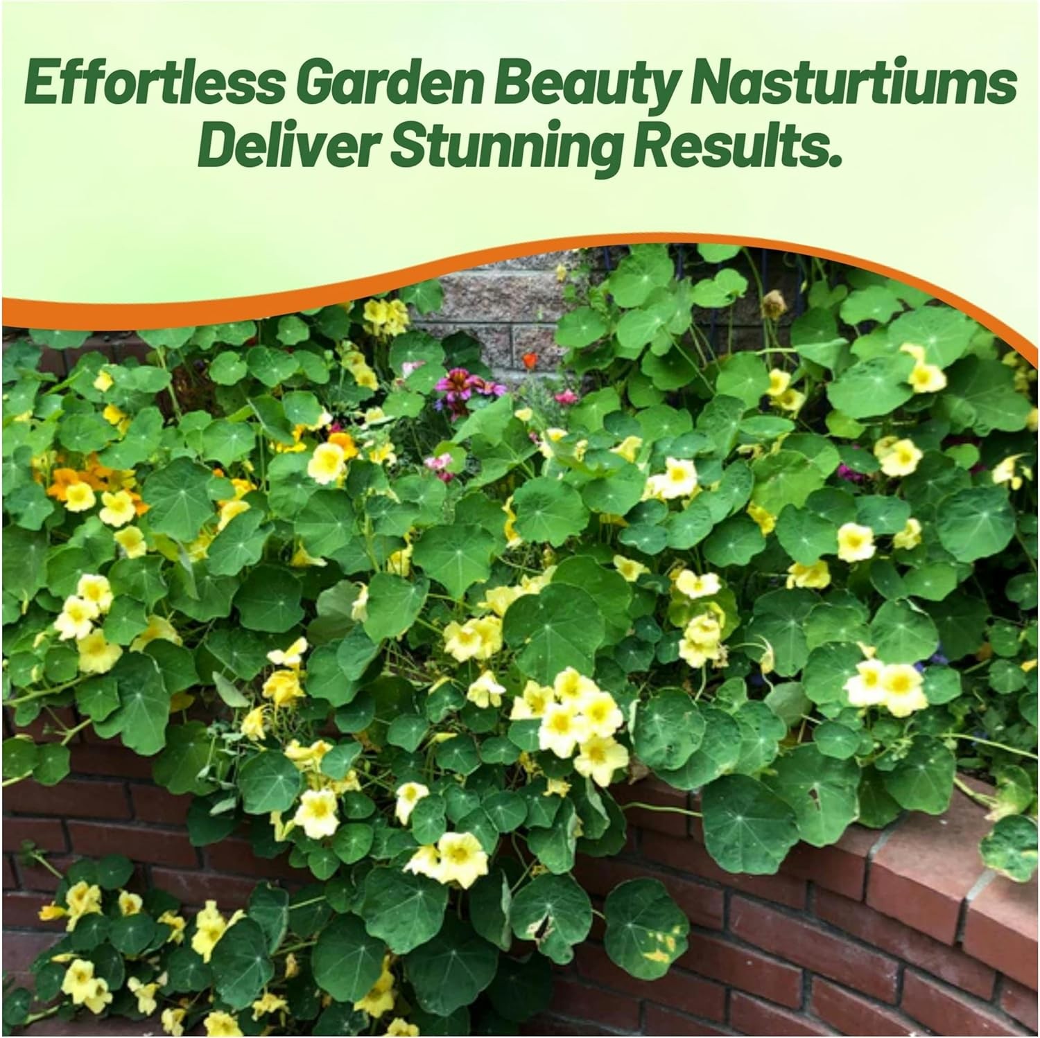 400 Seeds Nasturtium Seed – Climbing Moonlight Flowering Vine Seeds