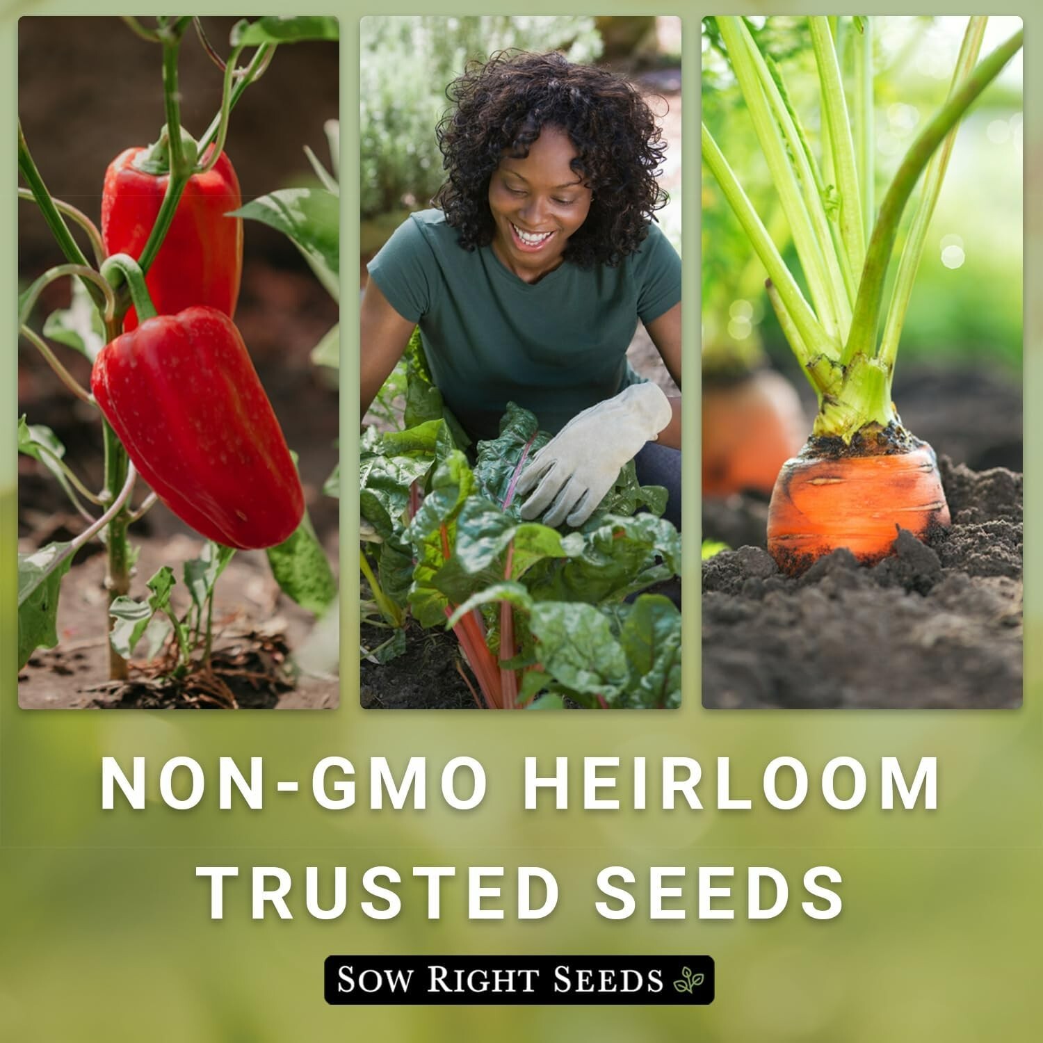 Long Purple Eggplant Seeds Non-GMO Heirloom 400mg Outdoor Vegetable Garden