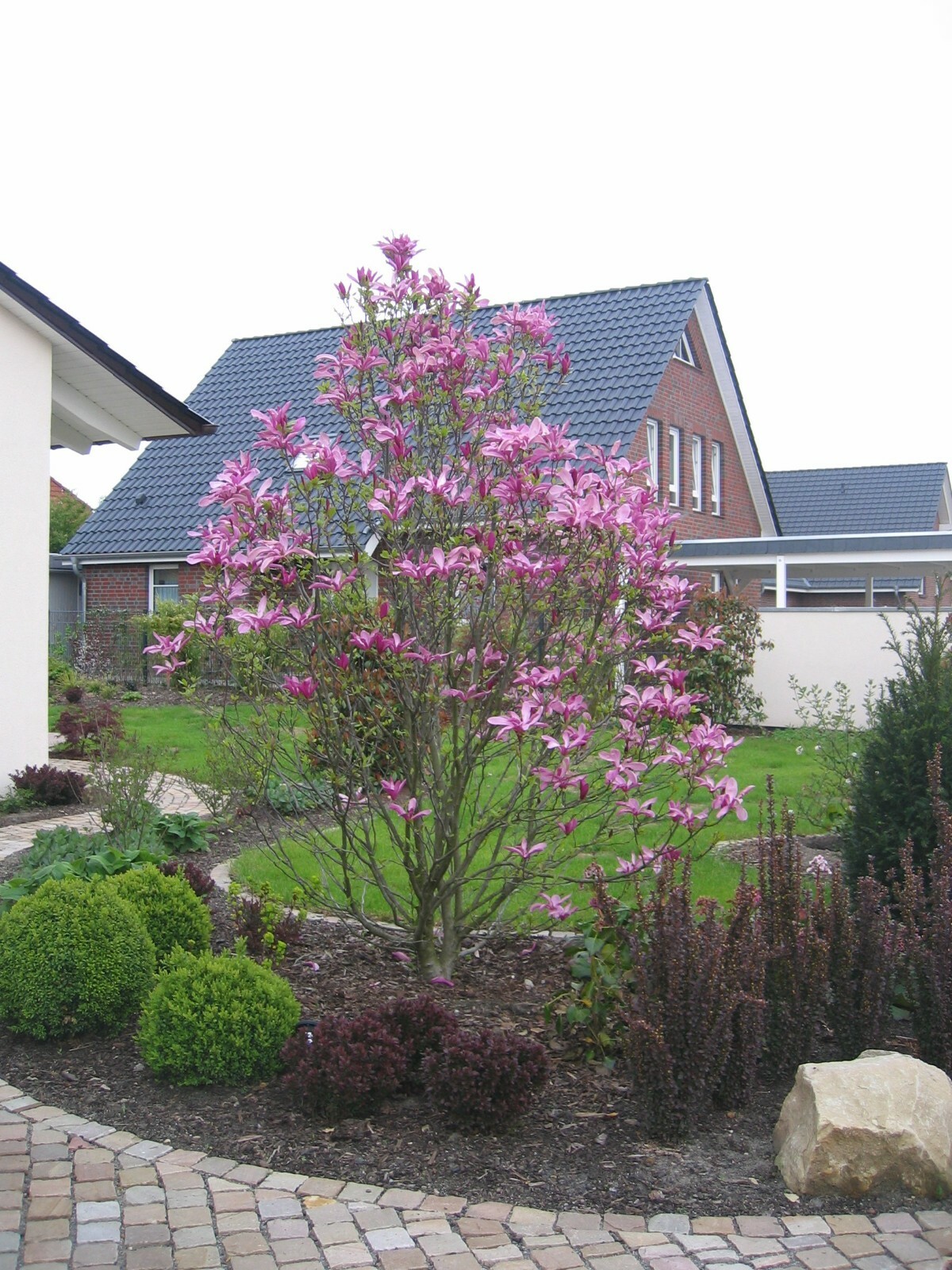 Magnolia Liliiflora Shrub Bush Seeds, Mulan Tulip Lily Flower Magnolia, USA