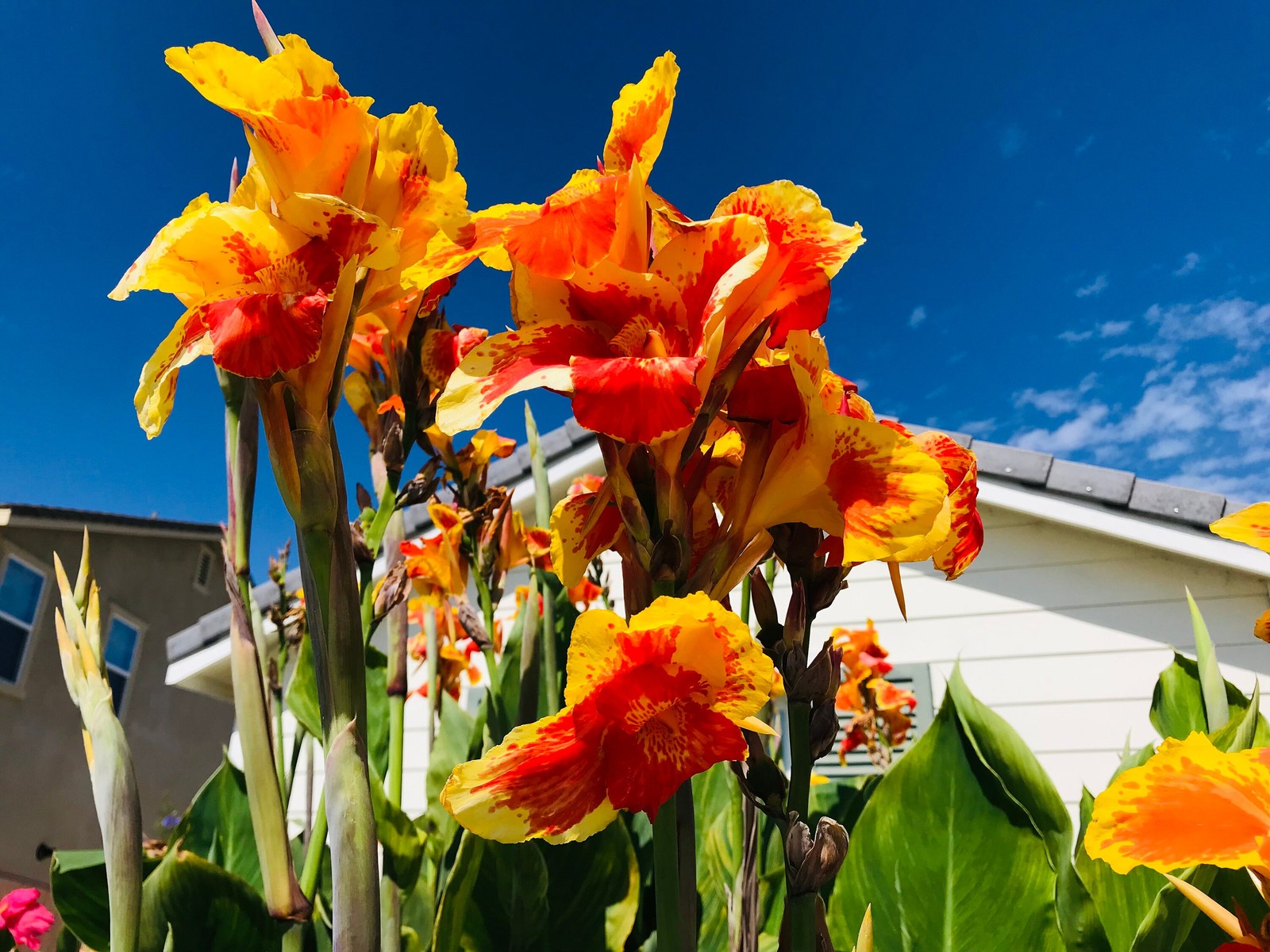 Thai Sunray Canna Lily Rhizomes – Reddish-Orange & Yellow Blooms – 1-Rhizome