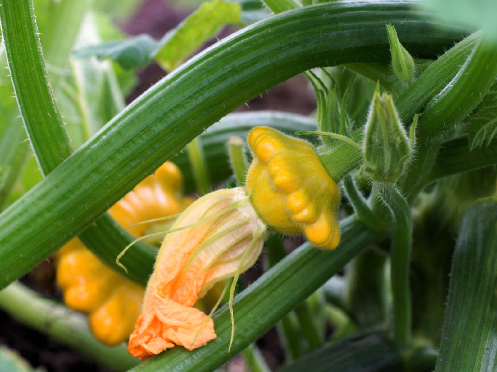 10 Golden YELLOW Bush SCALLOP SQUASH Patty Pan Cucurbita Pepo Vegetable Seeds
