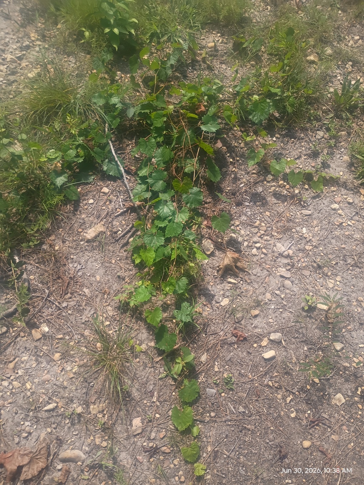 4 Live Yearling Muscadine Grape Vines Bare Root Plant Hardy Zone 6-11 Free Ship