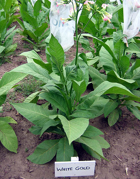 1000 White Gold Tobacco Seeds ~ Heirloom Non-GMO Nicotiana Tabacum – Fast Grow!