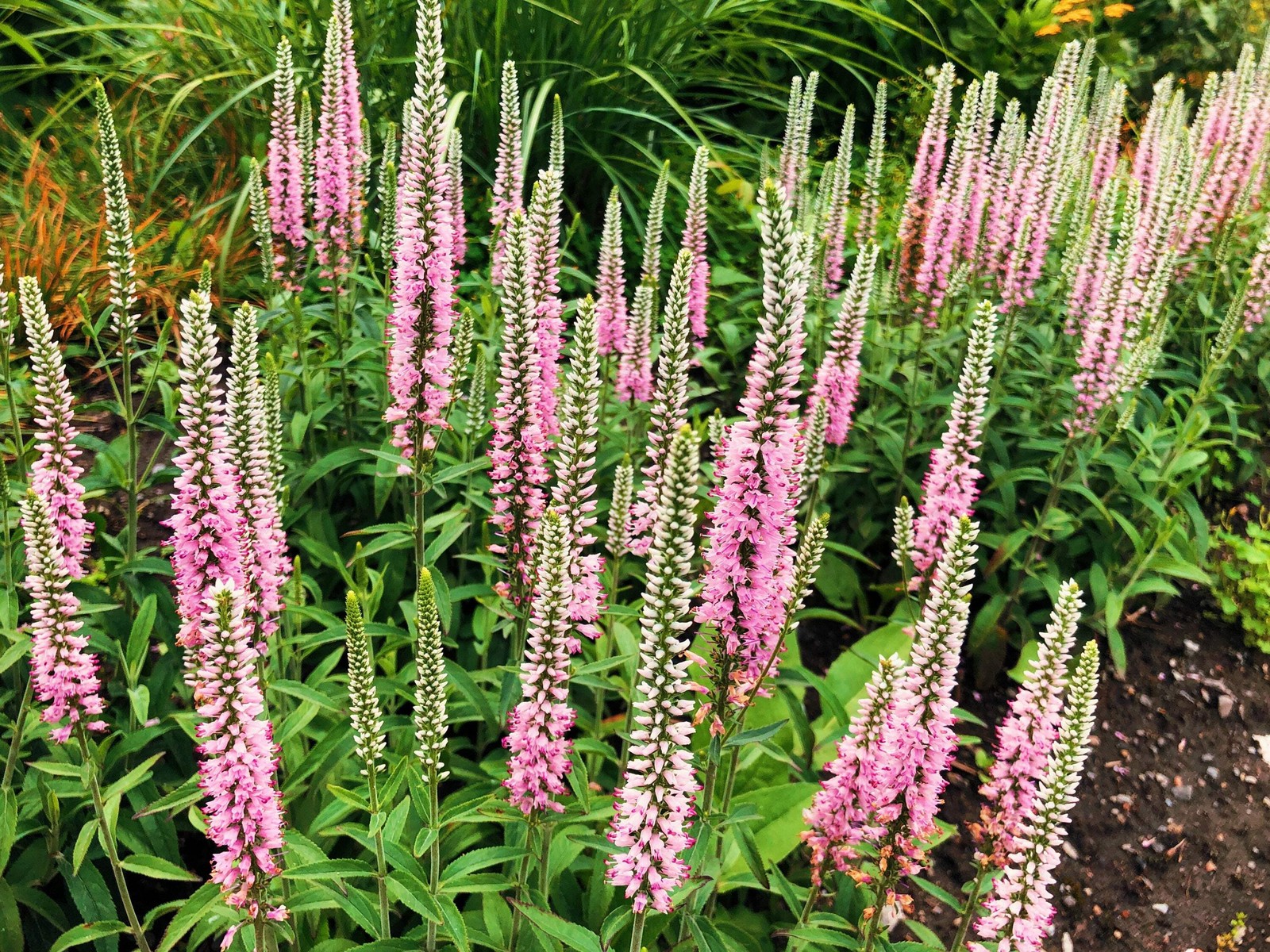 50 Light Pink VERONICA Longifolia / SPIKE SPEEDWELL Flower Seeds *Flat S/H