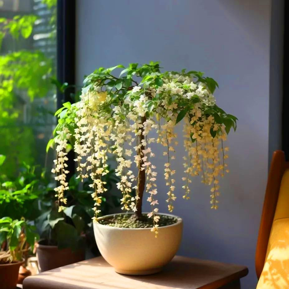 Climbing Weeping Jasmine Seeds for Planting, 300+Pcs Fragrant Climber Jasmine Pe