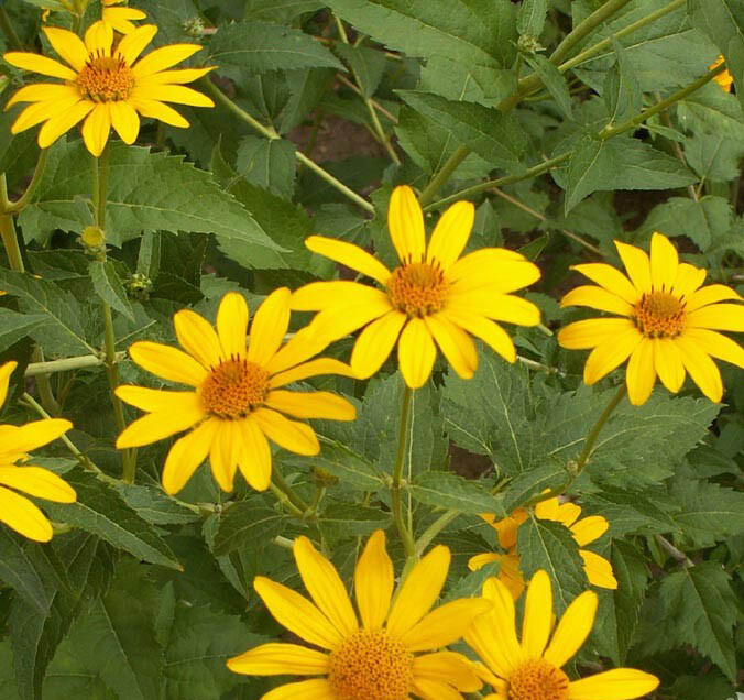 Sunflower OX-EYE Perennial Drought Tolerant Summer Blooms USA Non-GMO 100 Seeds!