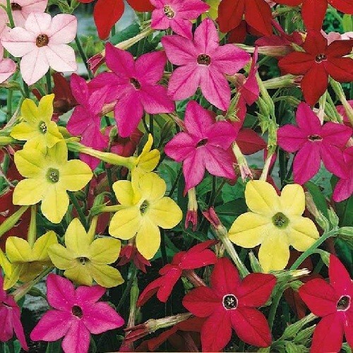 10,000 Jasmine Tobacco Sensation Fragrant Flowering Seed Mix Nicotiana Alata