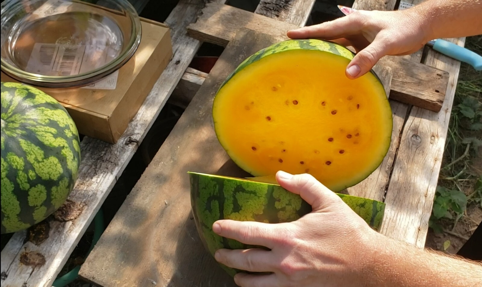SweetGlo Orange Flesh Watermelon Seeds! Sweet Tropical Melon Flavors! -Tracking-