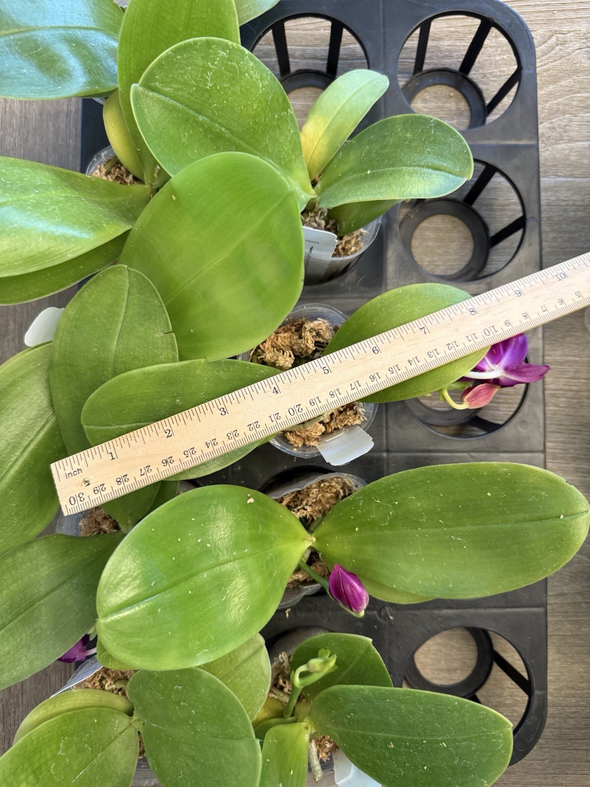 Novelty Phalaenopsis BKH2325A