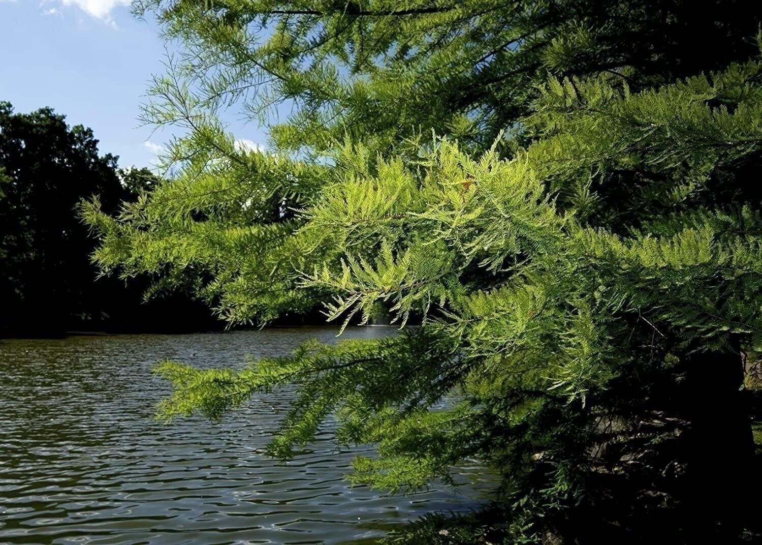 Bald Cypress | 2 Inch | Taxodium distichum | Deciduous Conifer Plant