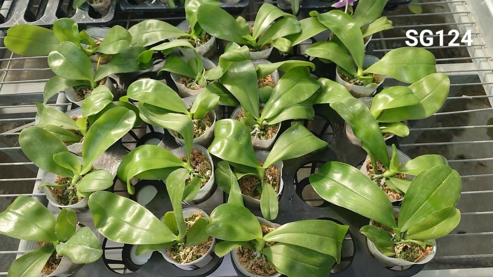 Phalaenopsis violacea indigo ‘Jiaho Blue Moon’ SM/TOGA